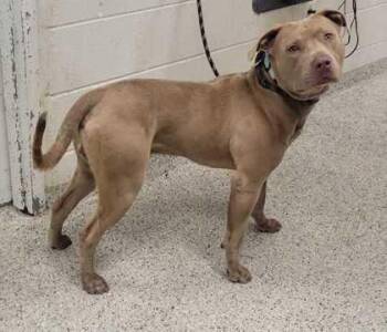 Moose -  Pit Bull Terrier and Mixed Breed Dog Available for Adoption in Kansas City, Missouri - Moose | PetCurious