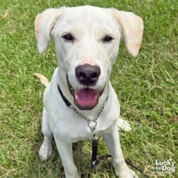 Fluffer Nugget -  Labrador Retriever and Retriever Dog for Adoption in Washington, District Of Columbia - Fluffer Nugget | PetCurious