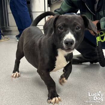 Rescue Dachshund and Beagle Dogs for Adoption in Washington, District Of Columbia - Doc | PetCurious