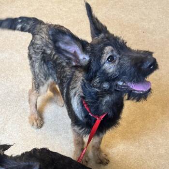 German Shepherd Dog Dogs Available for Adoption in Philadelphia, Pennsylvania - Robert | PetCurious