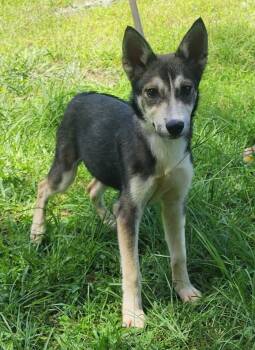 260786  Faith -  Siberian Husky and Australian Cattle Dog Blue Heeler Dog for Adoption in Wetumpka, Alabama - 260786  Faith | PetCurious