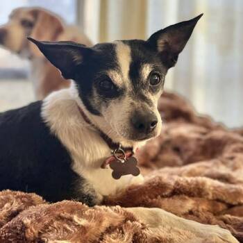 Rat Terrier Dogs Available for Adoption - Irene | PetCurious