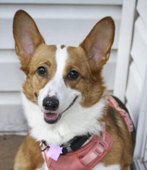 Brynley -  Corgi Dog for Adoption in Ellicott City, Maryland - Brynley | PetCurious