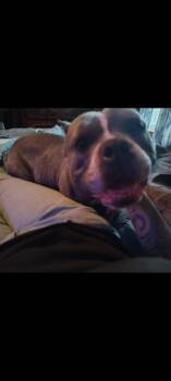 American Bully Dogs Available for Adoption in Lima, Ohio - Athena | PetCurious