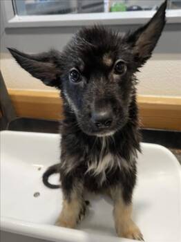 German Shepherd Dog Dogs Available for Adoption in Tracy, California - JACINTO | PetCurious