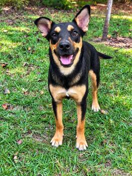 Dolly -  Australian Kelpie Dog for Adoption in Glocester, Rhode Island - Dolly | PetCurious