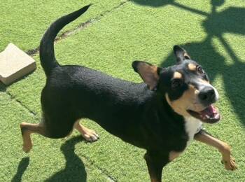 Labrador Retriever Dogs Available for Adoption - Suni | PetCurious