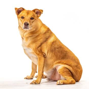 Rush -  Carolina Dog and Labrador Retriever Dog for Adoption in Reno, Nevada - Rush | PetCurious