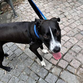 Athena -  Mixed Breed Dog for Adoption in New York, New York - Athena | PetCurious