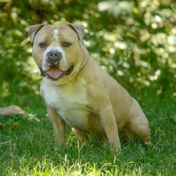 Haze -  American Bulldog Dog for Adoption in Brick Township, New Jersey - Haze | PetCurious