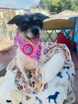 Rat Terrier and Terrier Dogs Available for Adoption - Mimi | PetCurious