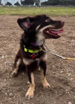 Rufus -  Chihuahua and Pomeranian Dog for Adoption in San Diego, California - Rufus | PetCurious