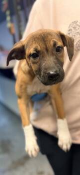 Sippy Cup -  Shepherd and Mixed Breed Dog for Adoption in Bowling Green, Kentucky - Sippy Cup | PetCurious