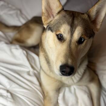 Husky and German Shepherd Dog Dogs Available for Adoption - Howie | PetCurious
