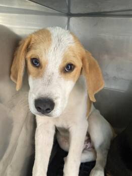 Mixed Breed Dogs Available for Adoption in Dallas, Texas - BEANS | PetCurious