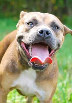 Olga -  American Bully Dog for Adoption in Manchester, Tennessee - Olga | PetCurious