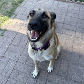Fern -  Shepherd Dog for Adoption - Fern | PetCurious