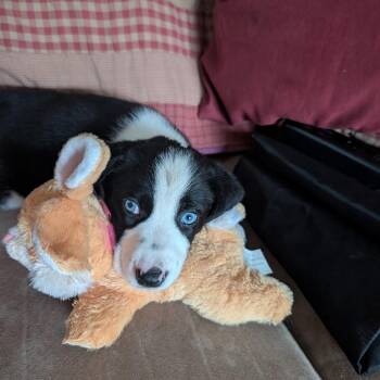 Rose -  Mixed Breed Dog for Adoption in South Riding, Virginia - Rose | PetCurious