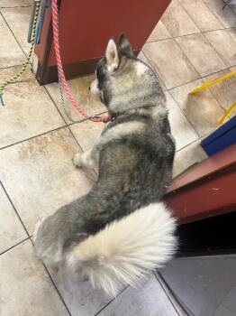 Andy Grammer -  Siberian Husky Dog for Adoption in Cincinnati, Ohio - Andy Grammer | PetCurious