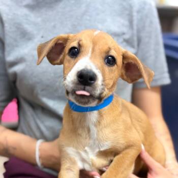 Nugget -  Mixed Breed Dog for Adoption in Ardmore, Oklahoma - Nugget | PetCurious