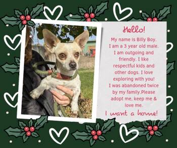 Chihuahua Dogs Available for Adoption - Billy Boy | PetCurious