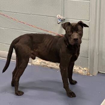 Rescue Pit Bull Terrier Dogs for Adoption in Greensboro, North Carolina - Tristan | PetCurious