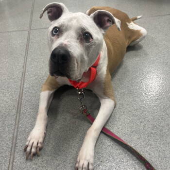 Rescue Mixed Breed Dogs for Adoption in New Castle, Delaware - Arnie | PetCurious