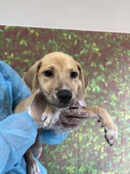 Shepherd and Mixed Breed Dogs Available for Adoption in San Antonio, Texas - Angelica | PetCurious