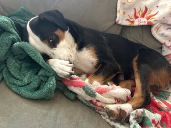 Australian Cattle Dog Blue Heeler Dogs Available for Adoption - Honey | PetCurious