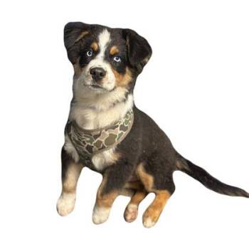 Rescue Australian Shepherd Dogs for Adoption in Red Bluff, California - Turbo | PetCurious