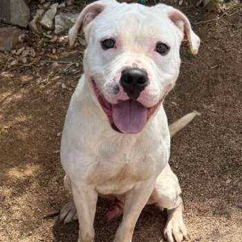 Labrador Retriever Dogs Available for Adoption - Ghidro | PetCurious