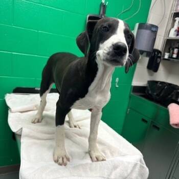 Rescue Pointer and Mixed Breed Dogs for Adoption in Kansas City, Missouri - Oracle | PetCurious