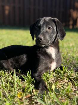 Golden Retriever and Shepherd Dogs Available for Adoption - Doc | PetCurious