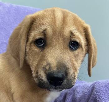 Labrador Retriever and American Foxhound Dogs Available for Adoption - Garnet Gem | PetCurious