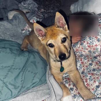 Mixed Breed Dogs Available for Adoption in Buffalo, Minnesota - Bumper | PetCurious