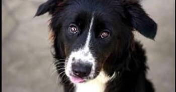 Laika -  Border Collie Dog for Adoption in Lucas, Texas - Laika | PetCurious