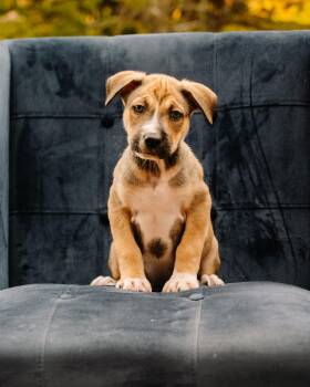 Balto -  Pit Bull Terrier and German Shepherd Dog Dog for Adoption in Simsbury, Connecticut - Balto | PetCurious