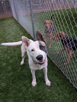 Rescue Mixed Breed Dogs for Adoption in Louisburg, North Carolina - Jojo | PetCurious