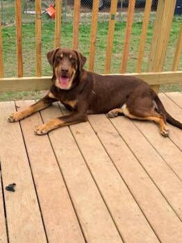 Labrador Retriever Dogs Available for Adoption - Chance | PetCurious