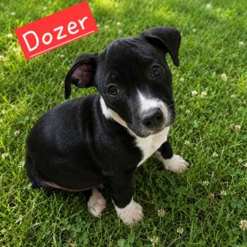 Dozer -  American Staffordshire Terrier Dog for Adoption in Mooresville, North Carolina - Dozer | PetCurious