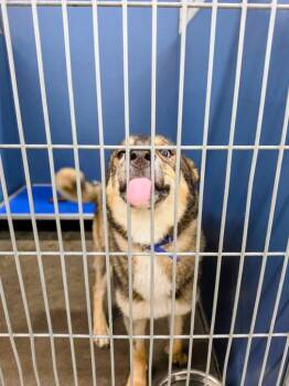 Mixed Breed Dogs Available for Adoption in Henderson, North Carolina - Roxy | PetCurious