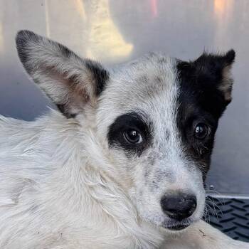 Genevieve -  Mixed Breed Dog for Adoption in Las Cruces, New Mexico - Genevieve | PetCurious