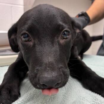 Black Labrador Retriever Dogs Available for Adoption - Ultramarine | PetCurious