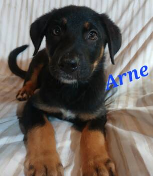German Shepherd Dog Dogs Available for Adoption in Rome, Georgia - Arne | PetCurious