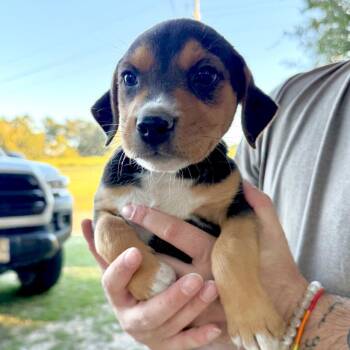Honey -  Mixed Breed Dog for Adoption in Aberdeen, North Carolina - Honey | PetCurious