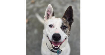Rescue Australian Cattle Dog Blue Heeler Dogs for Adoption in Linden, Michigan - Booker J Has A Sponsor! | PetCurious