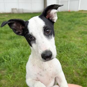 Chihuahua and Terrier Dogs Available for Adoption in Albany, New York - Jinu | PetCurious