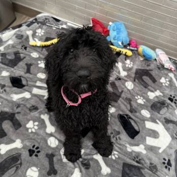 Poodle and Mixed Breed Dogs Available for Adoption in Jupiter, Florida - Oksana | PetCurious