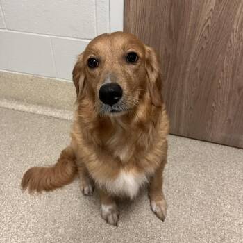 Zoey -  Golden Retriever Dog for Adoption in Bristol, Indiana - Zoey | PetCurious