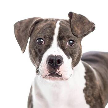 Pit Bull Terrier Dogs Available for Adoption - Miss Wiggles | PetCurious